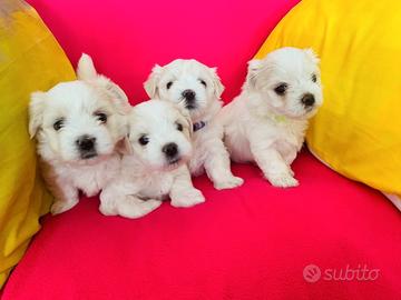 Cuccioli di maltese maschi femmine