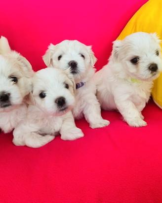 Cuccioli di maltese maschi femmine