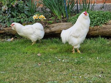 Gallina araucana