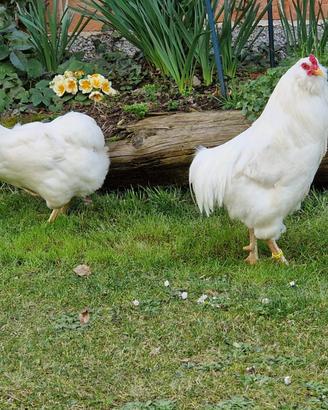 Gallina araucana