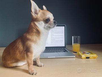 Stalloncino di chihuahua per monta