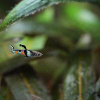 Pesci tropicali: specie poecilia wingei campoma