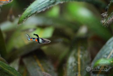 Pesci tropicali: specie poecilia wingei campoma