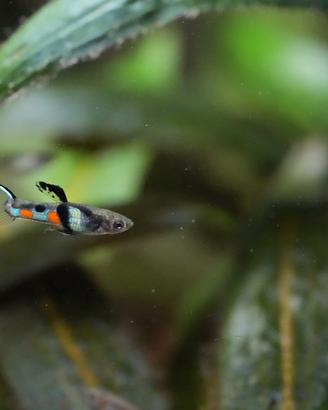 PESCI TROPICALI -Poecilia Wingei Campoma El TIgrè