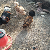 Gallo e galline padovane