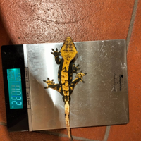 Gechi ciliatus M e F