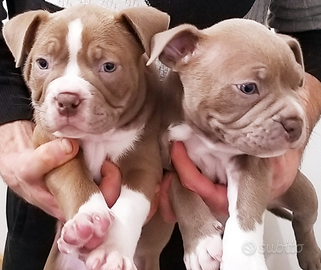 Cuccioli american bully