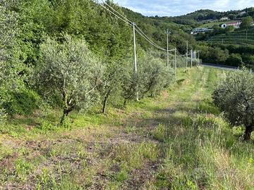 Terreno agricolo Marcellise