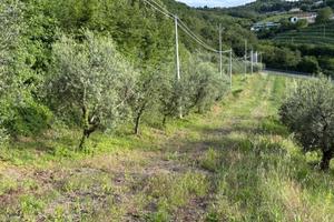 Terreno agricolo Marcellise