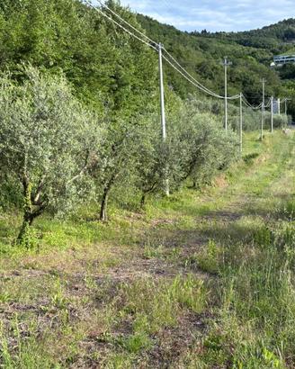 Terreno agricolo Marcellise