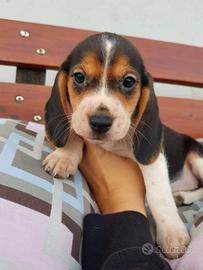 Beagle pedigree