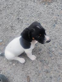 Cuccioli di bassotto