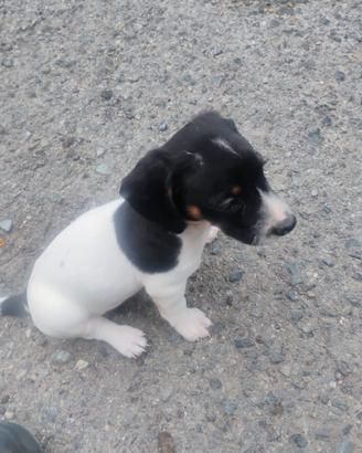 Cuccioli di bassotto