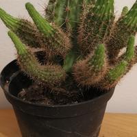 pianta grassa 