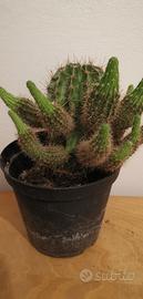 pianta grassa 