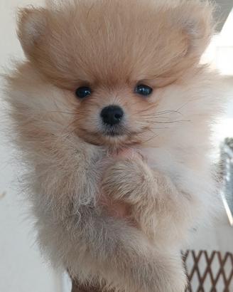 Cuccioli di Pomerania con pedigree ENCI