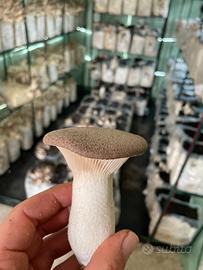 Funghi cardoncelli freschi