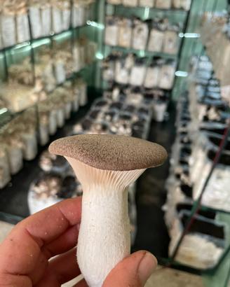 Funghi cardoncelli freschi