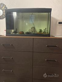 Acquario per pesci