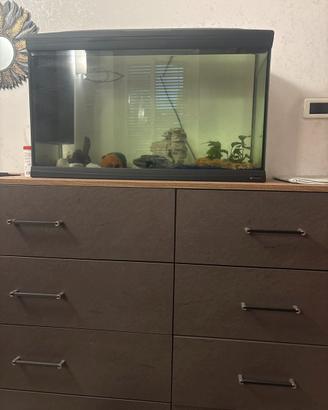 Acquario per pesci