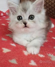 Cucciola di persiani normotipo FEMMINA