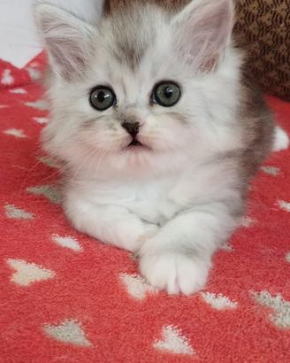 Cucciola di persiani normotipo FEMMINA