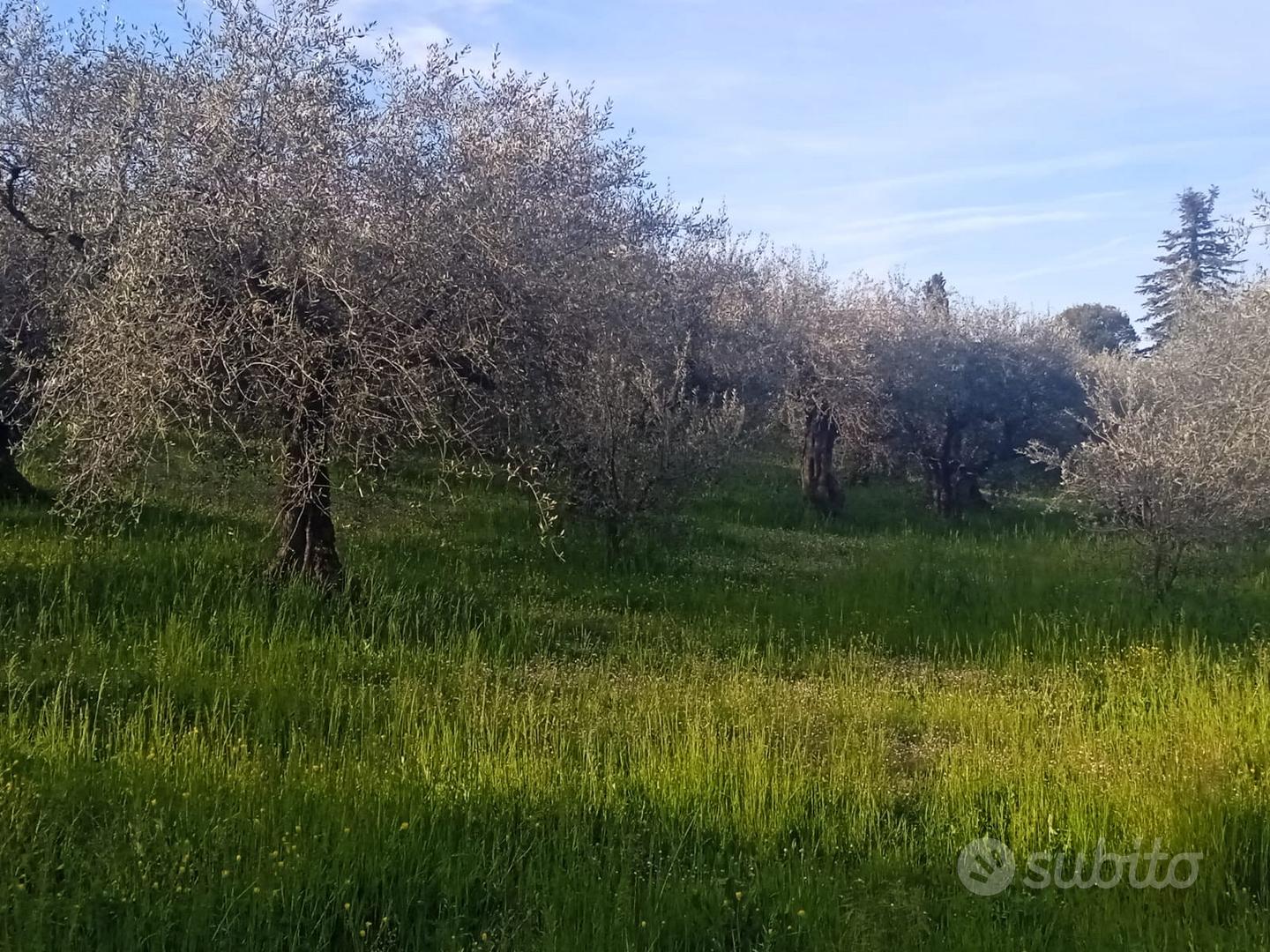 Oliveto a Coriano (RN) - Vista 2