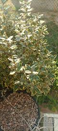 Piante da siepe eleagnus ebbingei aurea