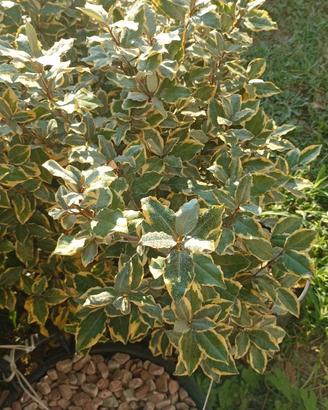 Piante da siepe eleagnus ebbingei aurea