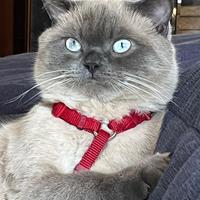 Micio pronto per l'accoppiamento