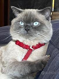 Micio pronto per l'accoppiamento