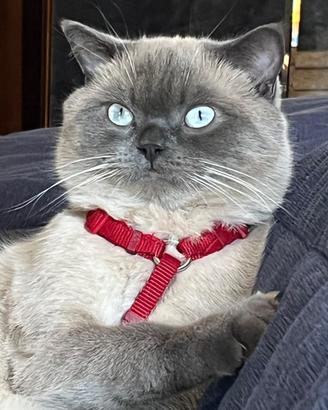 Micio pronto per l'accoppiamento