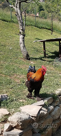 Gallo brahma