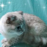 Gattina scottish fold 8 mesi