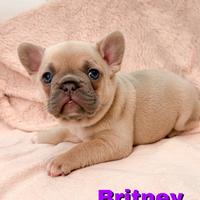 Cuccioli Bulldog Francesi