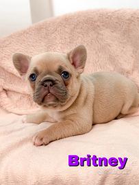 Cuccioli Bulldog Francesi