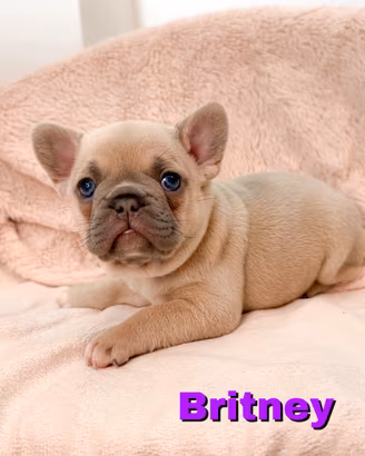 Cuccioli Bulldog Francesi
