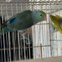 Forpus Coelestis