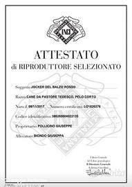 Pastore tedesco