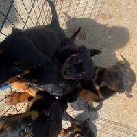 Cuccioli di rottwailer
