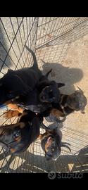 Cuccioli di rottwailer