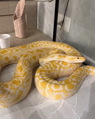 Pitone albino