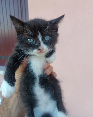 Gattini