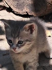 Si regalano gattini