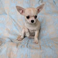 Splendida cucciola chihuahua, allevamento enci