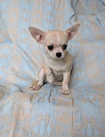 Splendida cucciola chihuahua, allevamento enci