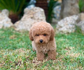 Barboncino toy con pedigree enci