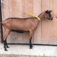 Capre camosciate austriache