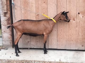 Capre camosciate austriache