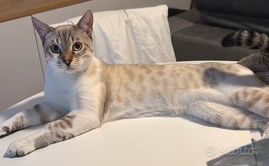 Bengala maschio per monta